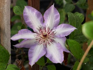 Clematis 'Misayo'