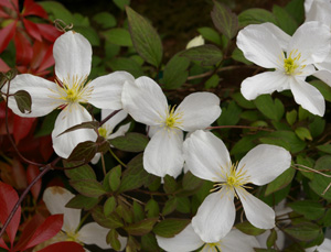 Clematis montana var.grandiflora