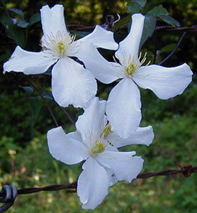 Clematis montana var. wilsonii