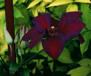 Clematis 'Mrs. N. Thompson'