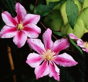 Clematis PATRICIA ANN FRETWELL