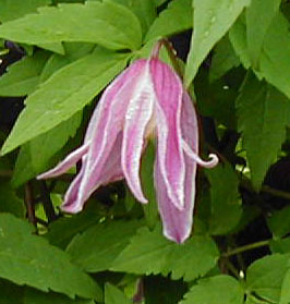 Clematis 'Rosy O'Grady'