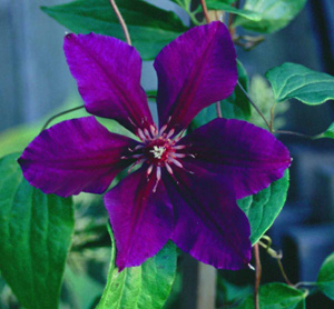 Clematis ROYAL VELVET