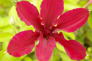 Clematis 'Ruutel'