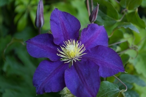 Clematis 'Serenata'
