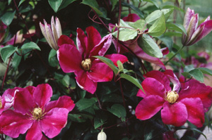 Clematis 'Sunset'
