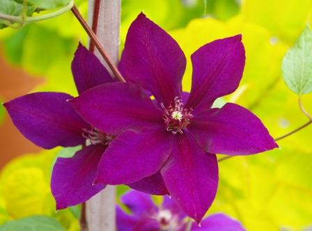 Clematis VERSAILLES