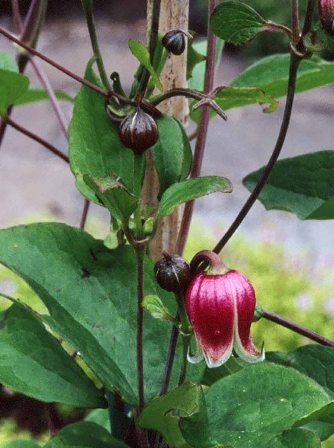 Clematis viorna