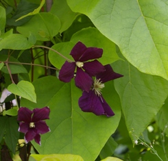 Clematis 'Voluceau
