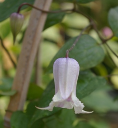 Clematis 'Yugiri'