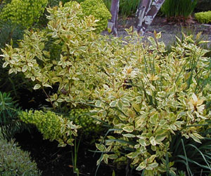 Cornus alba 'Gouschaltii'