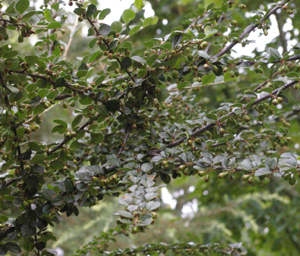 Cotoneaster nitidus (distichus)