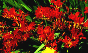 Crocosmia 'Lucifer'