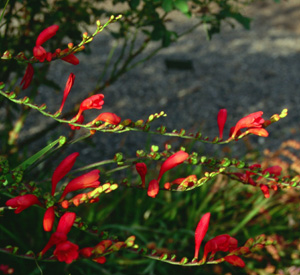 Crocosmia pottsii 'Culzean Pink'
