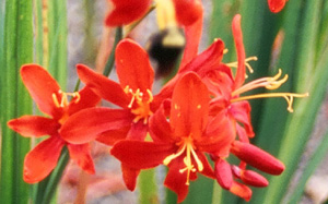 Crocosmia 'Zeal Tan'