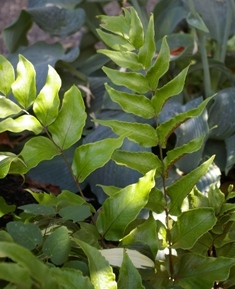 Cyrtomium macrophyllum