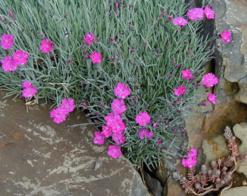 Dianthus 'Feuerhexe' ('Fire Witch')