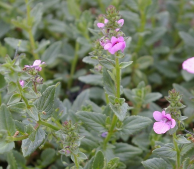 Diascia 'Lilac Belle'