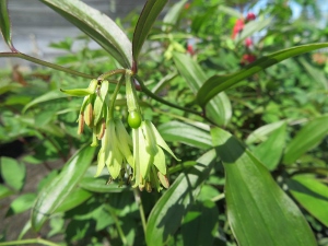 Disporum cantoniense 'Night Heron'