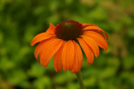 Echinacea 'Tangerine Dream'