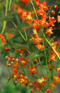 Epimedium warleyense