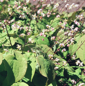 Epimedium youngianum 'Roseum'