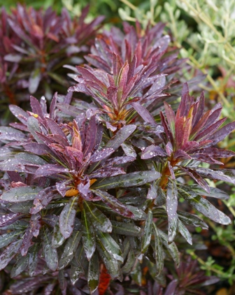 Blackbird Euphorbia