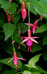 Fuchsia 'Bud Cole'