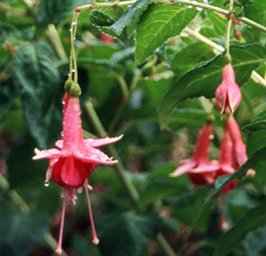Fuchsia 'Caledonia'