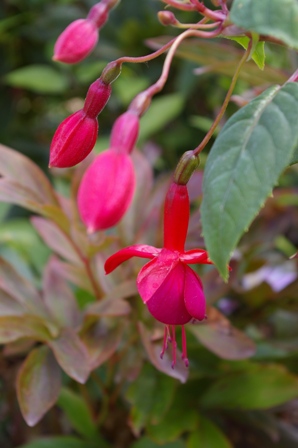 Fuchsia 'Cardinal'