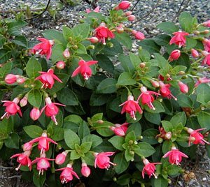 Fuchsia 'Galadriel'