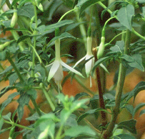 Fuchsia 'Hawkshead'