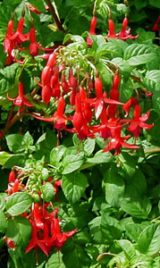 Fuchsia 'Mephisto'
