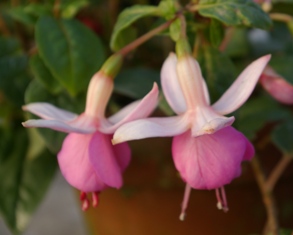 Fuchsia 'Pink Lena'