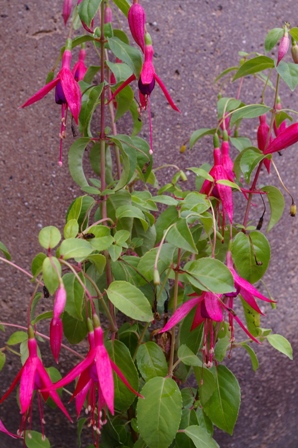 Fuchsia 'Sealand Prince'