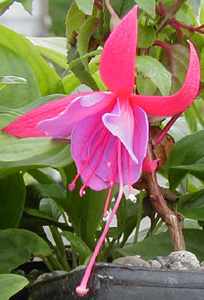 Fuchsia 'Tennessee Waltz'