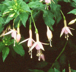 Fuchsia 'Whiteknight's Pearl'