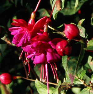Fuchsia 'Yonder Blue'