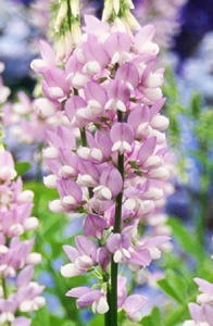 Galega 'Lady Wilson'