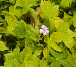 Geranium nodosum