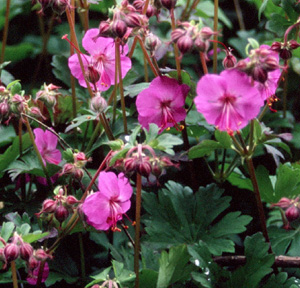 Geranium sanguineum 'New Hampshire Purple'