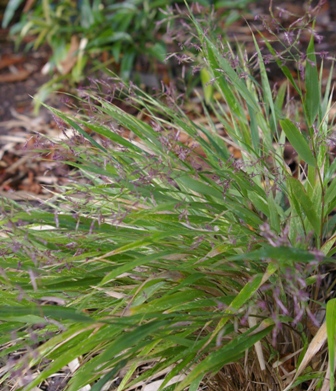 Hakonechloa macra