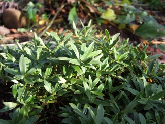 Hebe albicans 'Sussex Carpet'