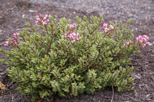 Hebe 'Pink Paradise'