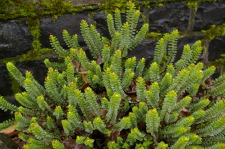 Hebe venustula 'Blue Sky'