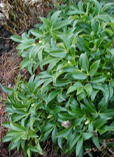 Helleborus argutifolius