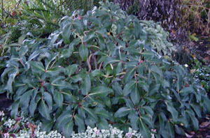 Helleborus sternii