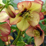 Helleborus hybridus Winter JewelsTM 'Apricot Blush'
