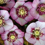 Helleborus hybridus Winter JewelsTM 'Cherry Blossom'