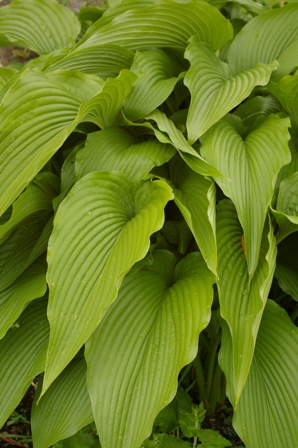 Hosta ‘Jade Cascade’